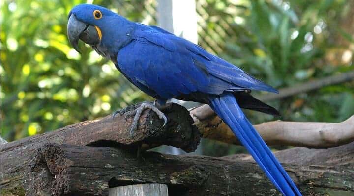 A-Arara-Azul-está-em-Extinção-no-Brasil