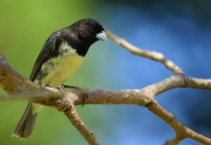 O pássaro Papa-capim cantando solto na natureza