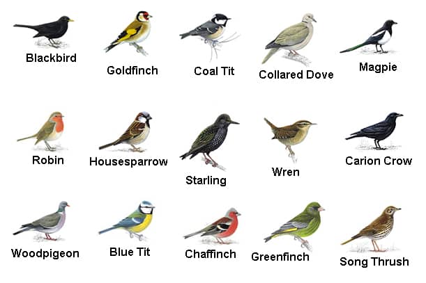 Nomes para pássaros silvestres
