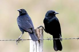 pássaro preto macho e fêmea