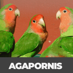pássaros Agapornis