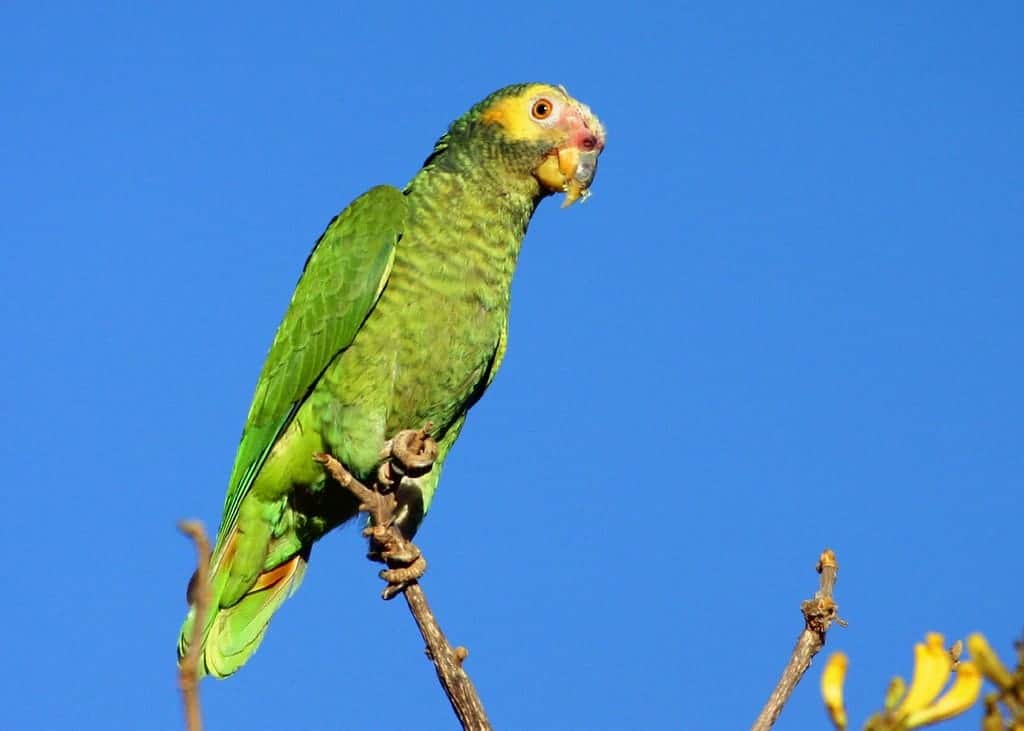 Papagaio Galego