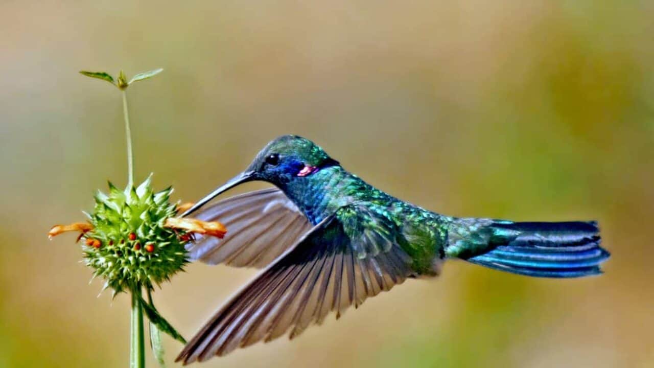 Beija Flor De Orelha Violeta Caracteristicas Reproducao Habitat E Curiosidades