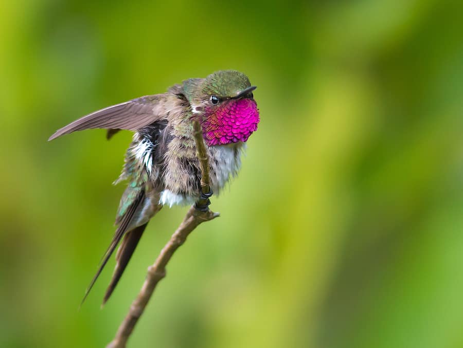 Beija-flor-mosca 7