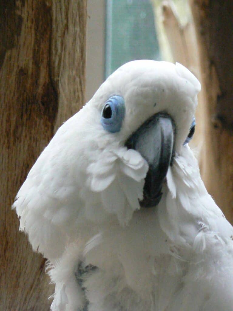 Cacatua-de-olhos-azuis