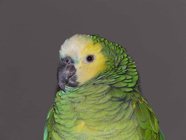 Criação e cuidados com o Papagaio-verdadeiro