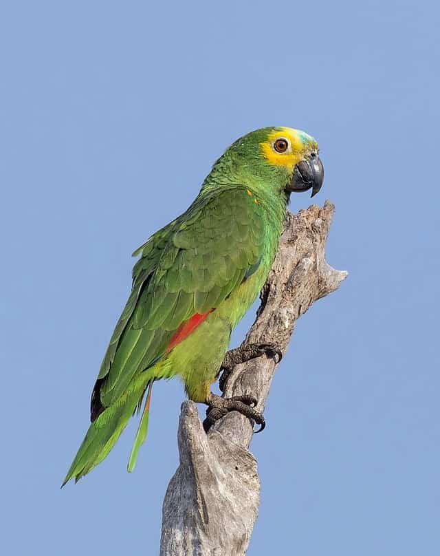 Qual o habitat do Papagaio-verdadeiro?