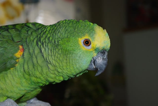 Reprodução do Papagaio-verdadeiro