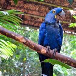 arara-azul-pequena