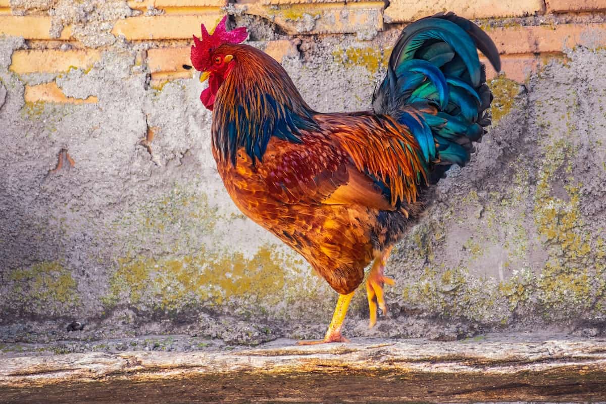 Imagem de uma galinha barbuda do catolé