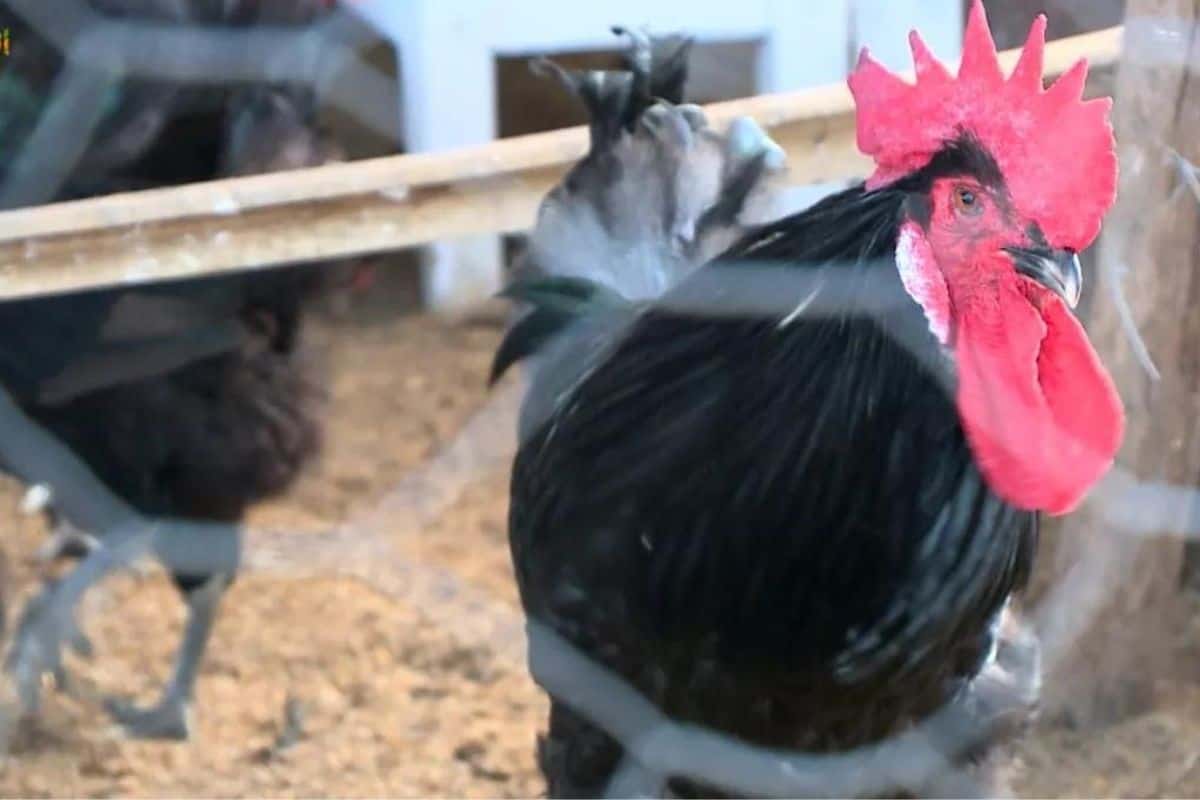 Imagem de uma galinha canela-preta em um galinhero