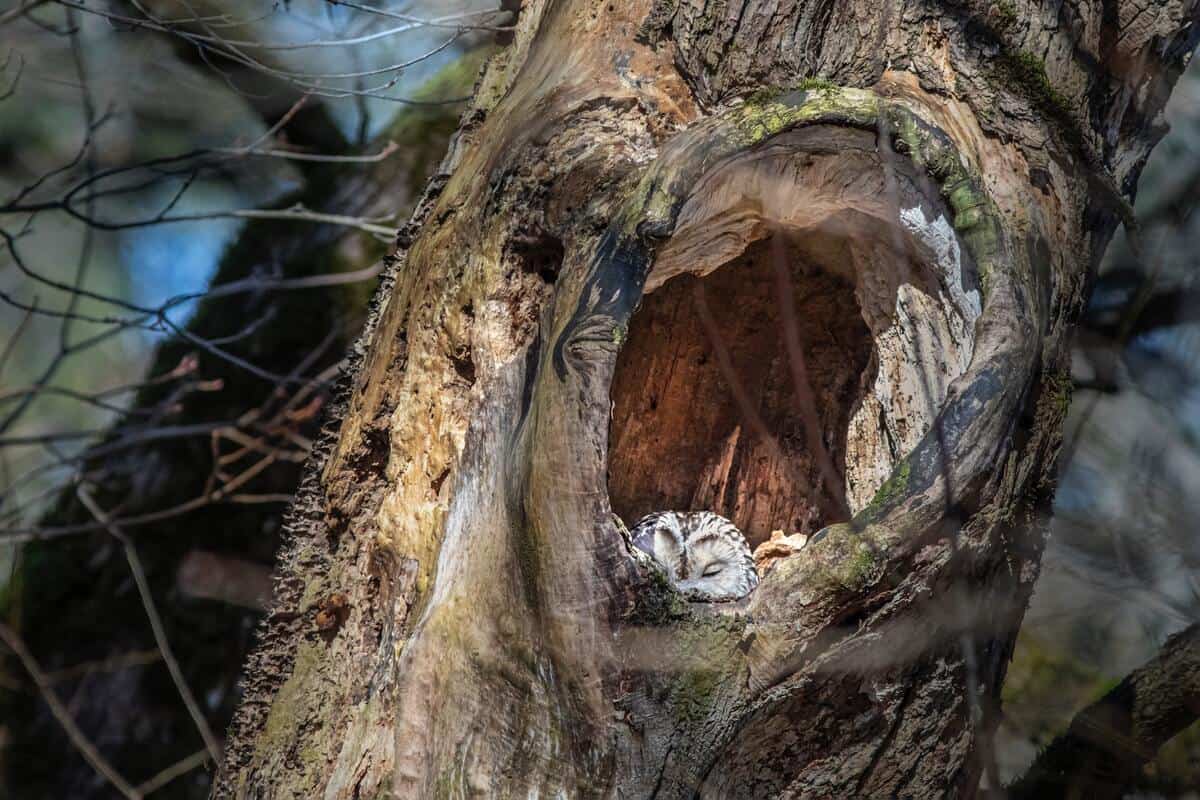 Imagem de uma coruja-do-mato em um ninho de árvore na natureza