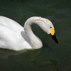 imagem do cisne-da-tundra nadando em um algo com a água verde