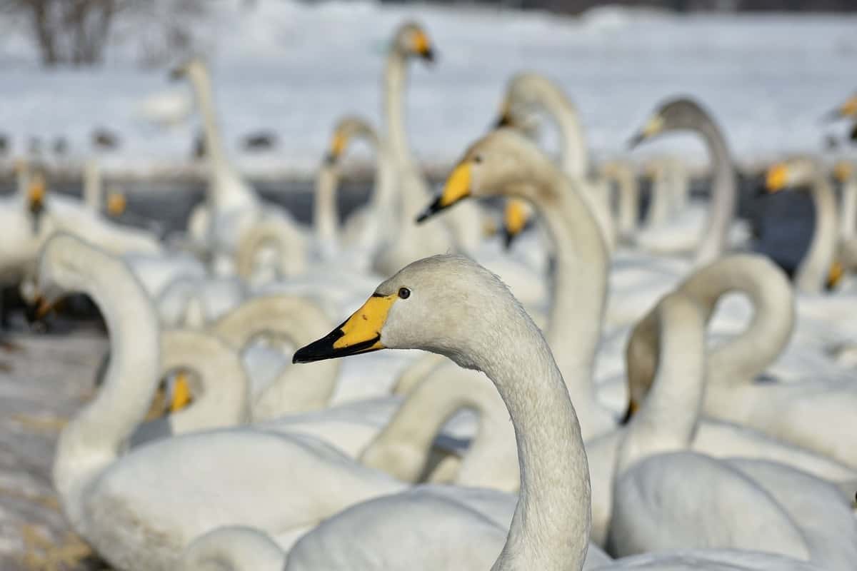 muitos cisne-da-tundra reunidos em uma lagoa