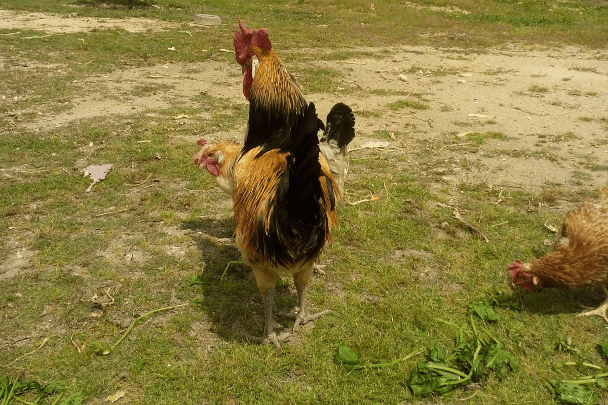 galinha andaluza