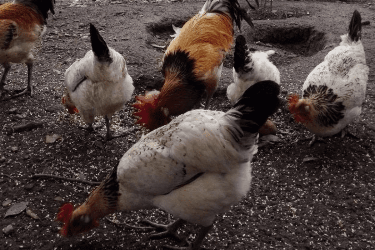 galinhas da espécie andaluza