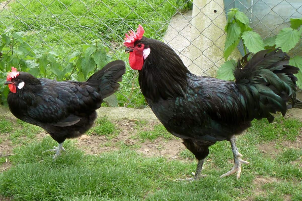 Galo e galinha Augsburger em terreiro com gramado verde
