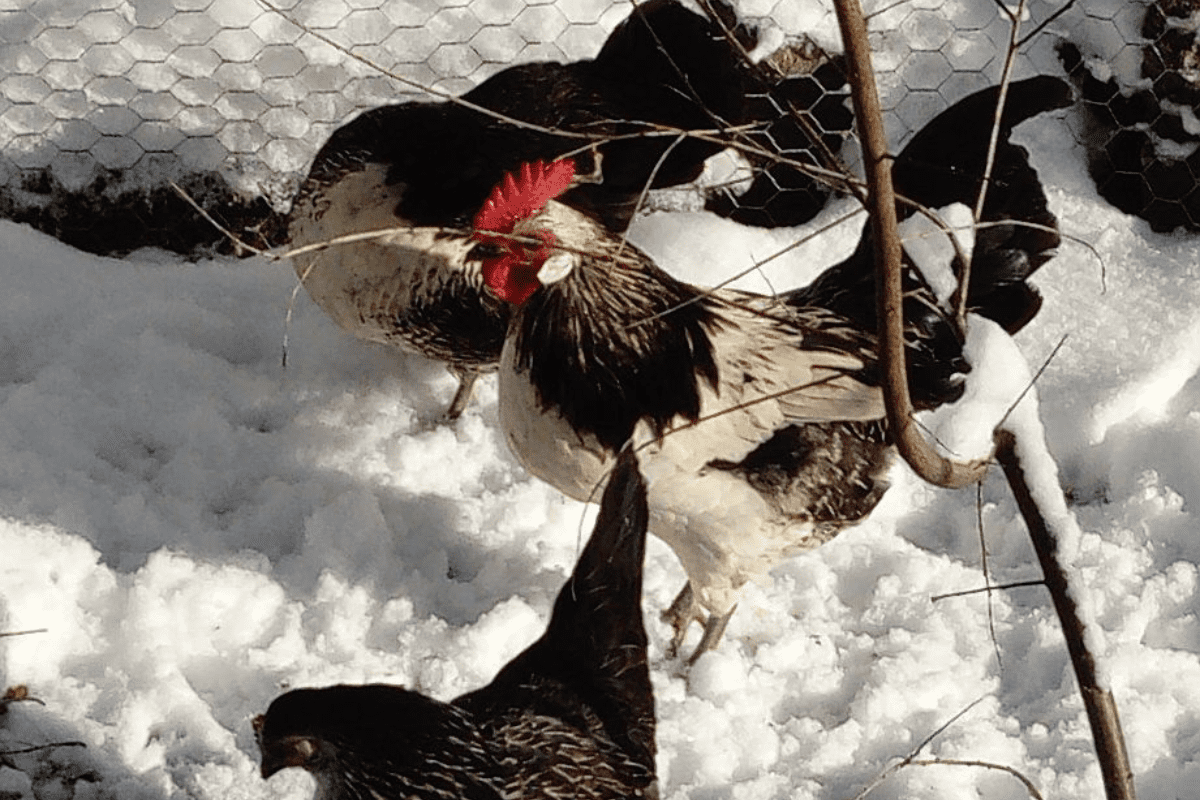 galinhas aglomeradas em um celeiro com muita neve