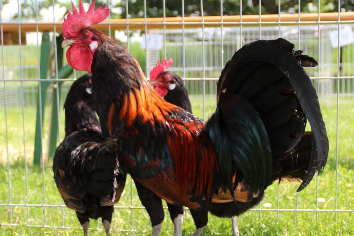 Galo e galinha sobre grama verde diante de tela de metal