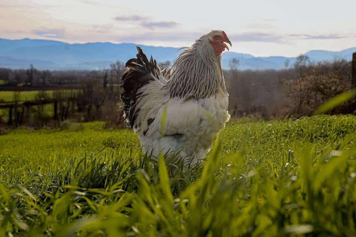Galinha Bourbourg solta em terreiro de grama verde em local análogo à fazenda