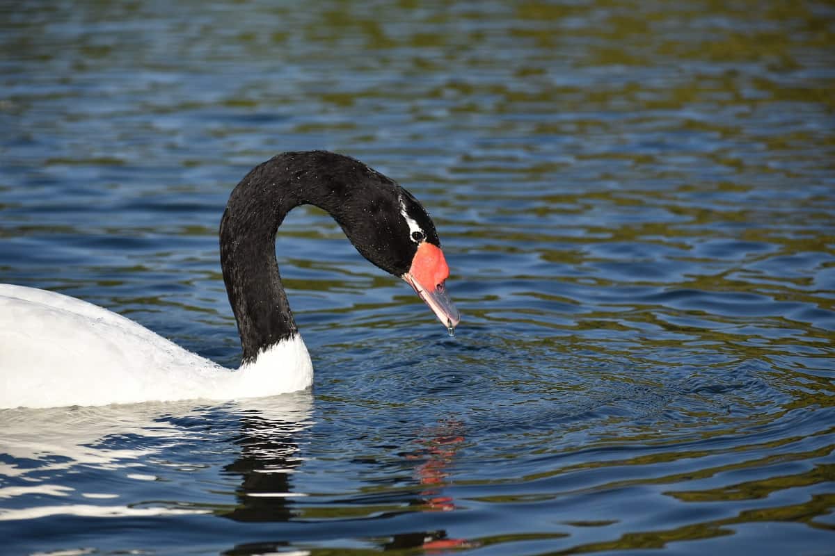 Cisne-de-pescoço-preto no lago bebendo água