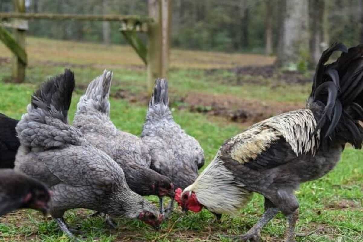 Galo e galinhas combattant de liege ciscando em gramado verde