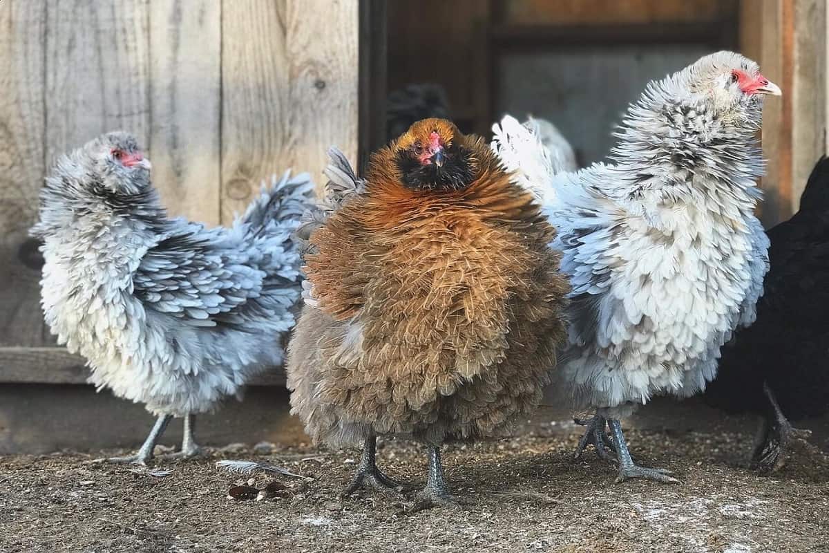 Três galinhas frizzle na frente de galinheiro