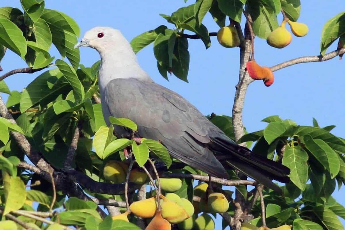 Pombo - Imperial - Cinzento sobre galhos de árvore frutífera. 