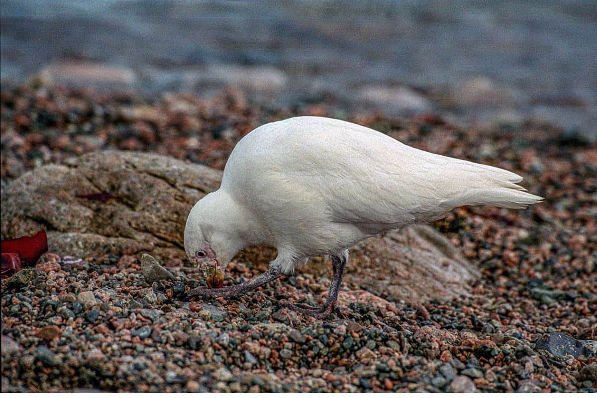 Pomba Antartica a procura de alimento em uma praia. 