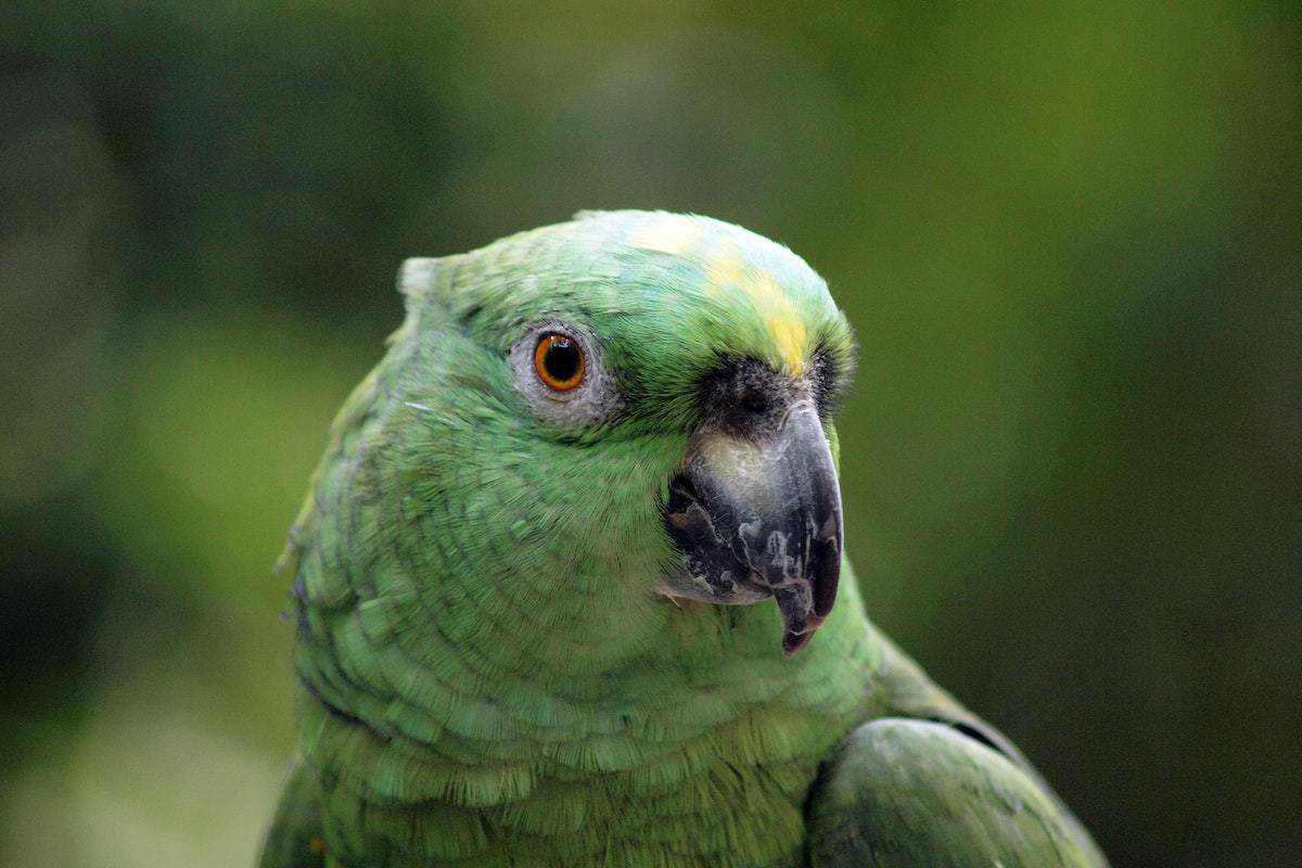Papagaio-campeiro em ambiente natural