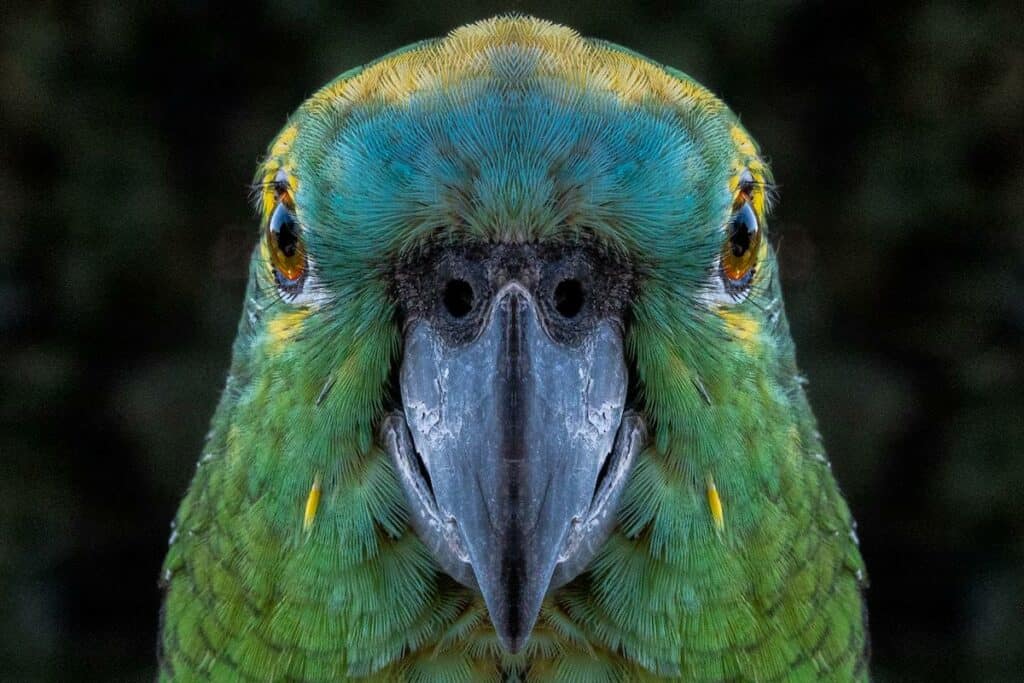 Foto frontal de rosto do papagaio-campeieo