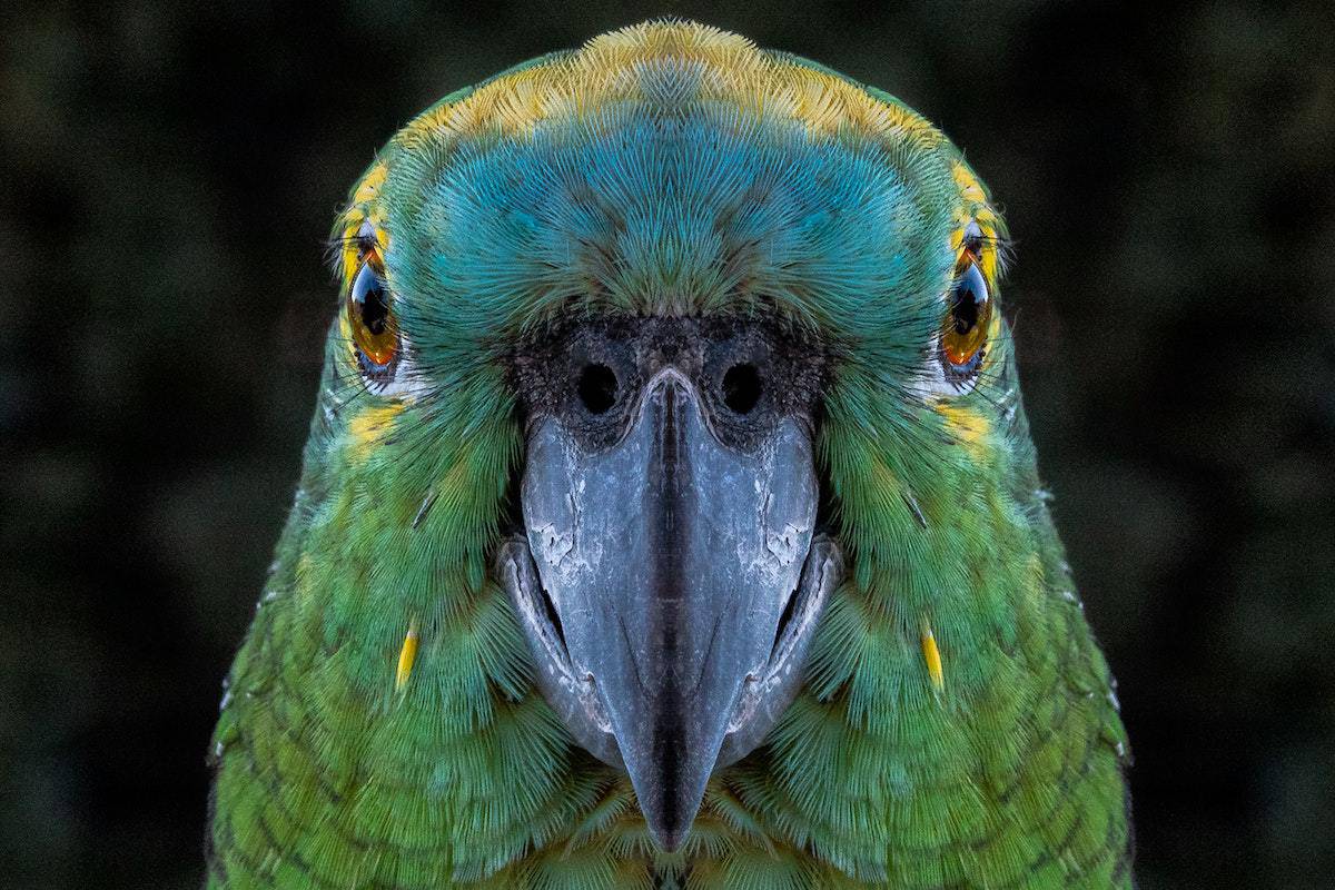 Foto frontal de rosto do papagaio-campeiro
