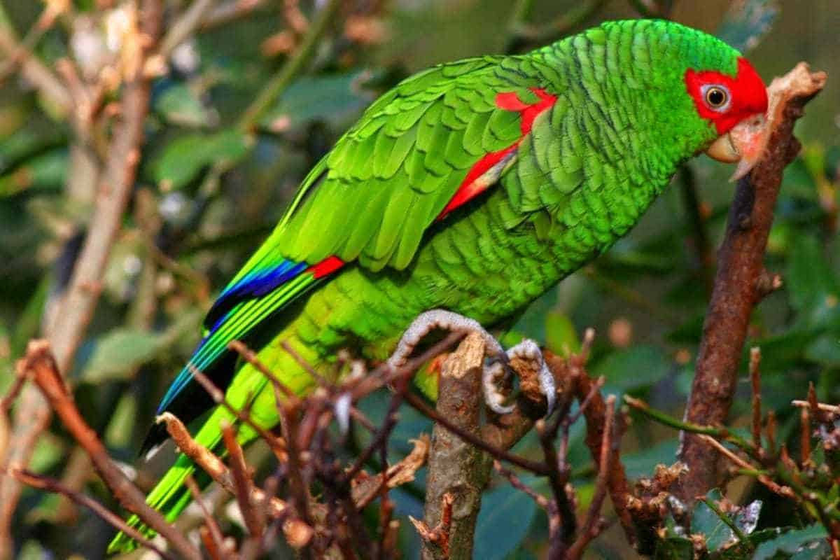 Papagaio-charão fotografado em foco na natureza sobre galhos de árvore