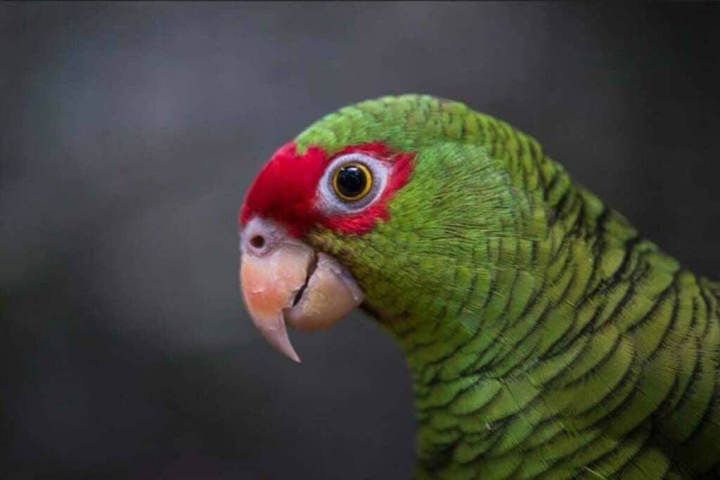 Foco no rosto do papagaio-charão e sua plumagem vermelha na face