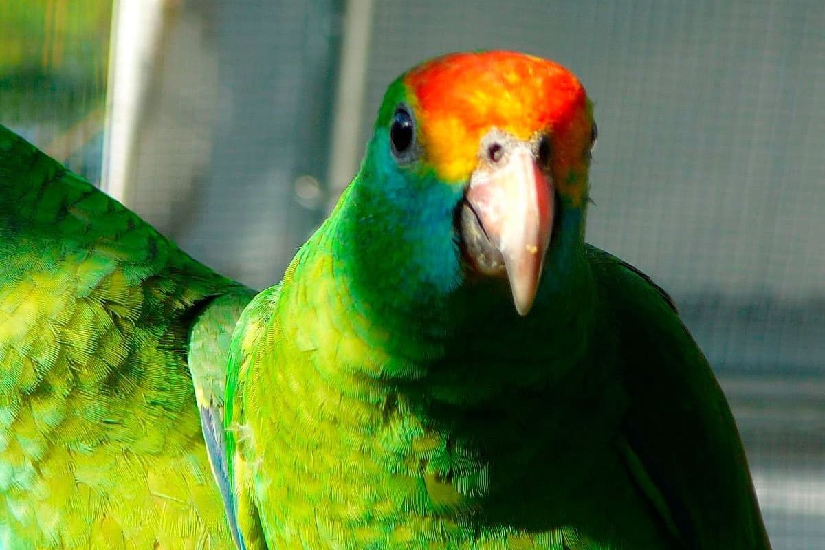 Papagaio-chauá fotografado de frente em imagem como foco em sua plumagem facial