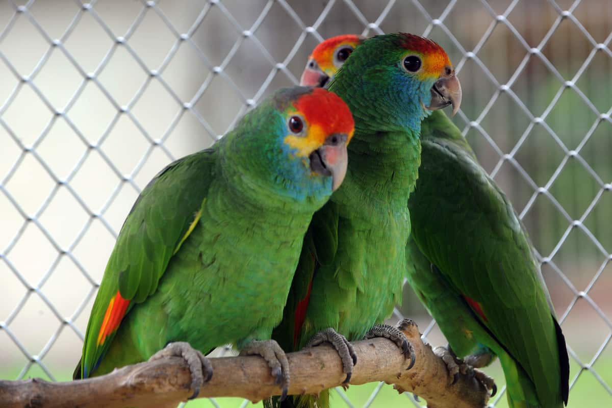Três aves da espécie papagaio-chauá em galho fino em local análogo a viveiro