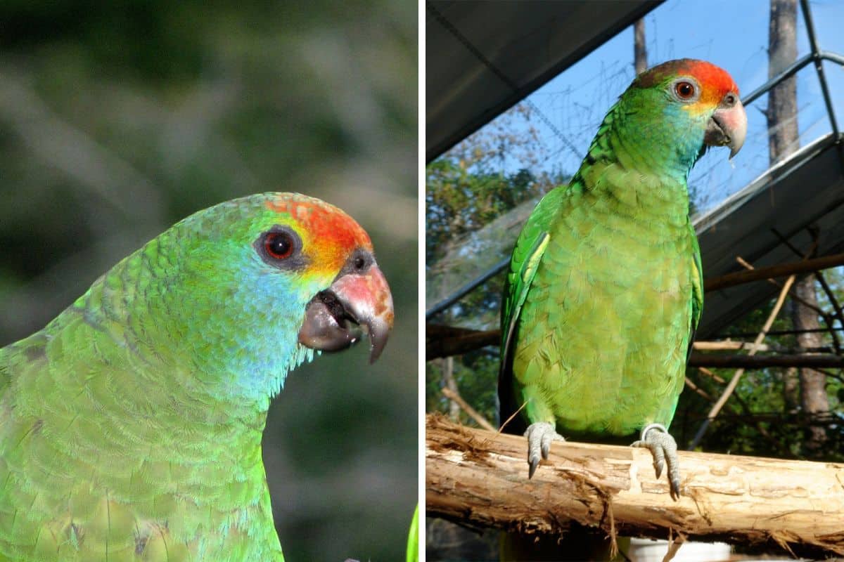 Montagem com duas imagens do papagaio-chauá em confinamento