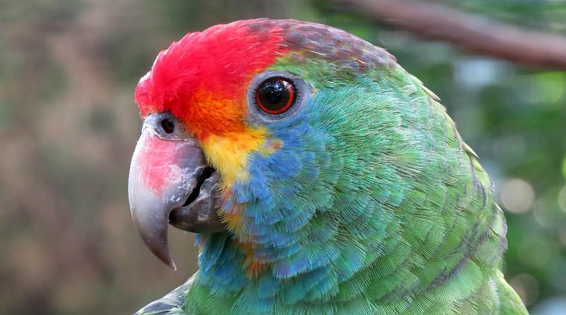 Papagaio-chauá
