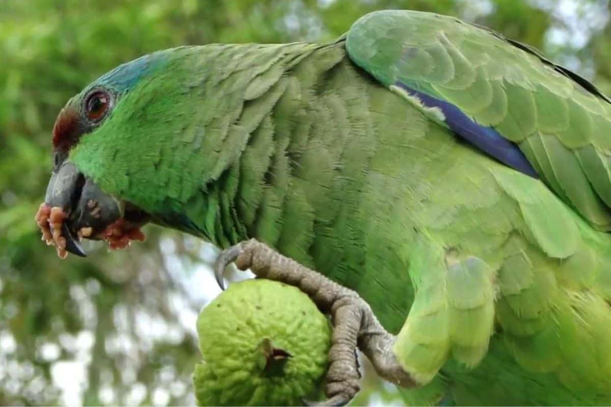 Papagaio-da-várzea segurando fruta com pata esquerda enquanto come sua polpa em árvore