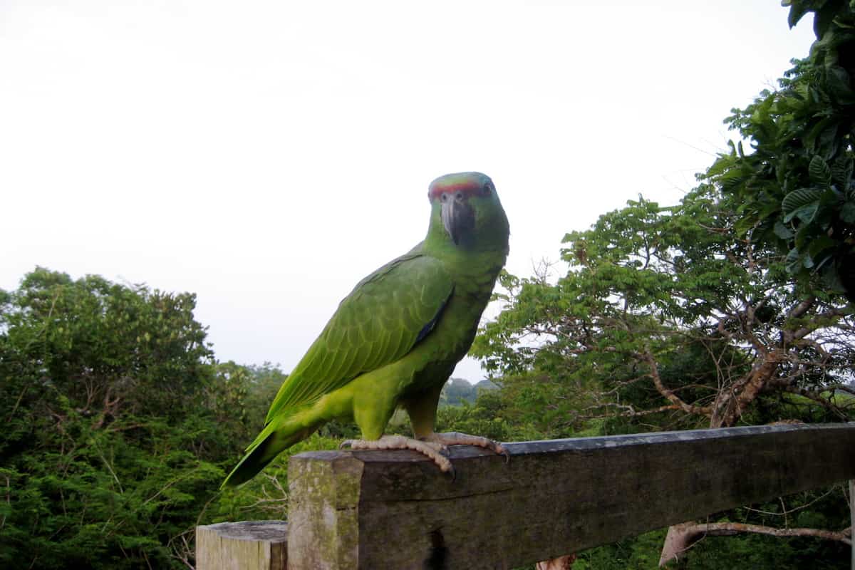 Papagaio-da-várzea em poleiro grosso de madeira com árvores ao fundo em local análogo a zoológico