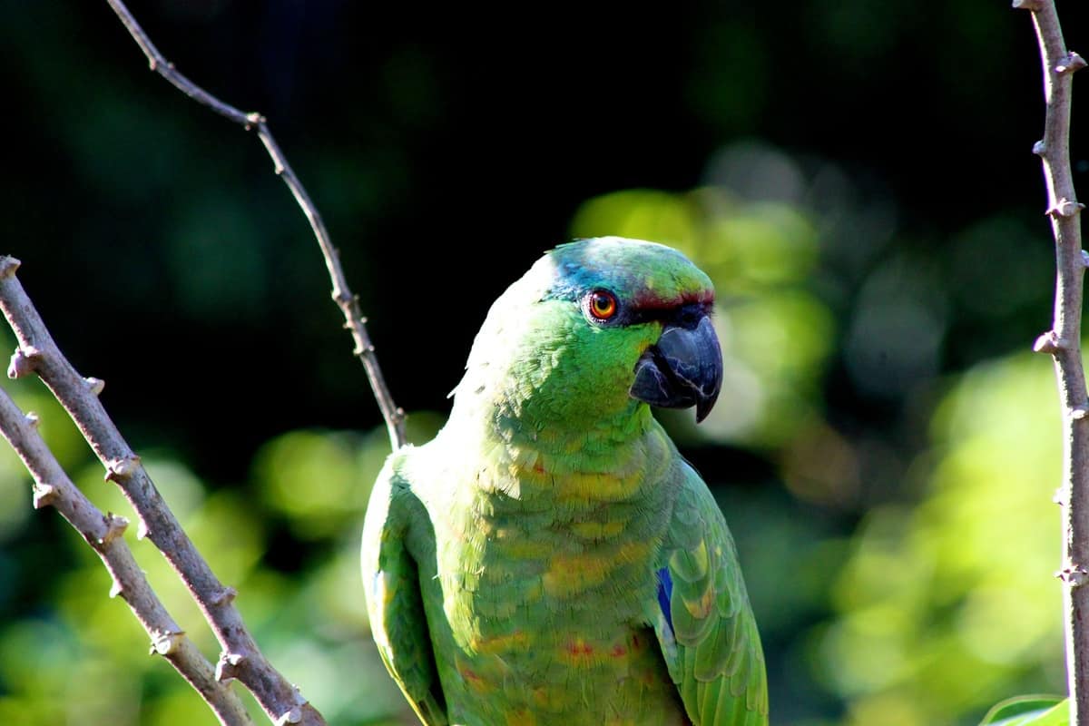 Papagaio-da-várzea sentado em foco na fotografia enquanto está sentado em galho fino de árvore em seu habitat