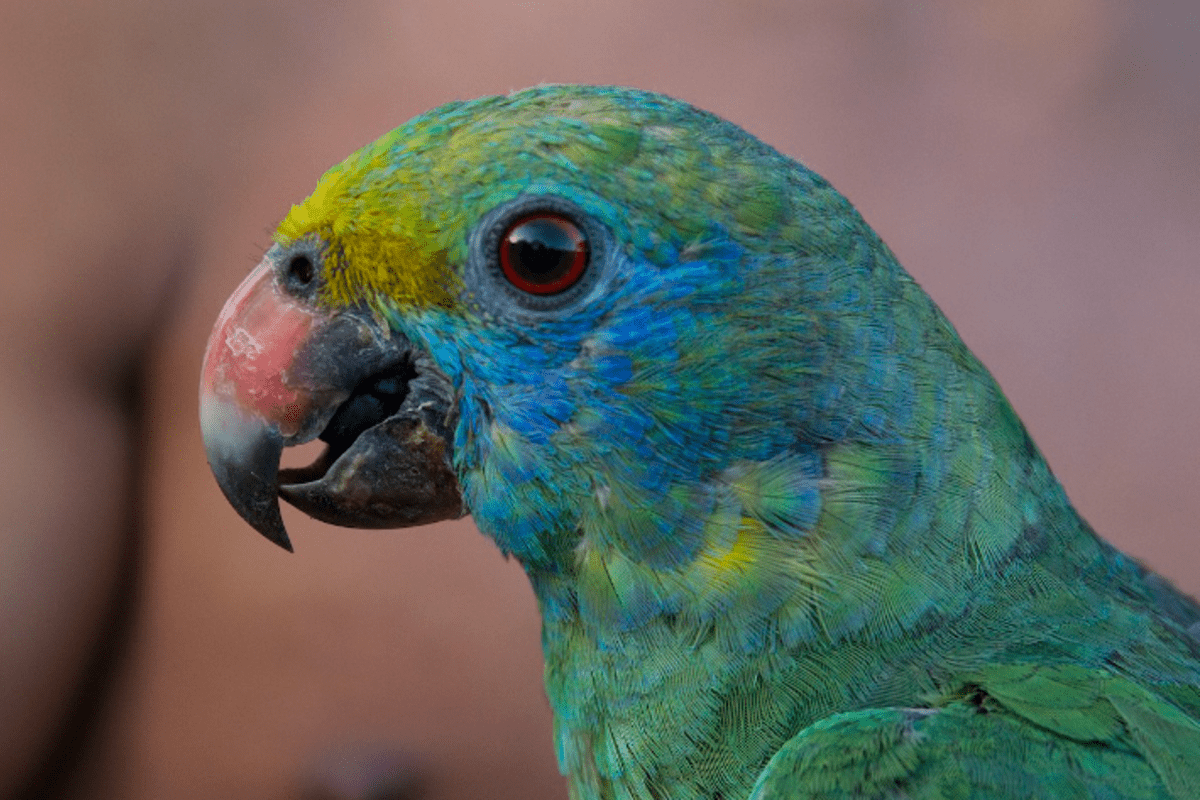 Foco em plumagem do rosto do papagaio-de-bochecha-azul
