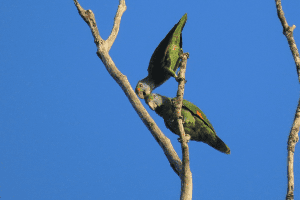 Casal de Papagaio-de-bochecha-azul na natureza em galha da mesma árvore