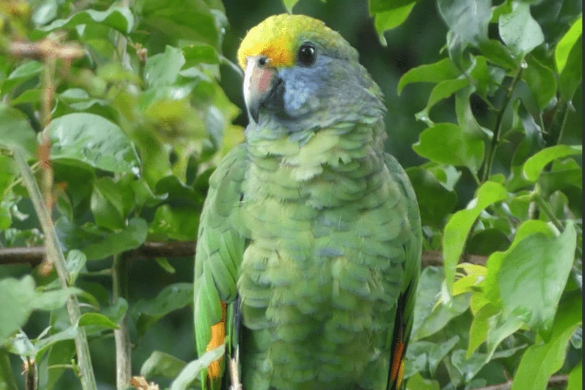 Papagaio-de-bochecha-azul em galho de árvore na natureza