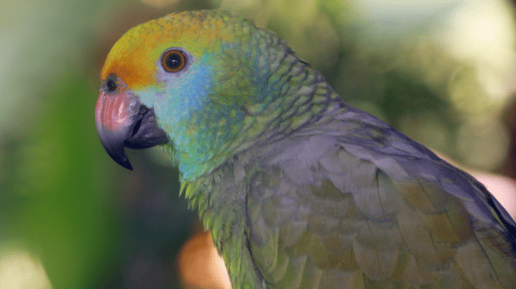 Papagaio-de-bochecha-azul