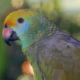 Papagaio-de-bochecha-azul