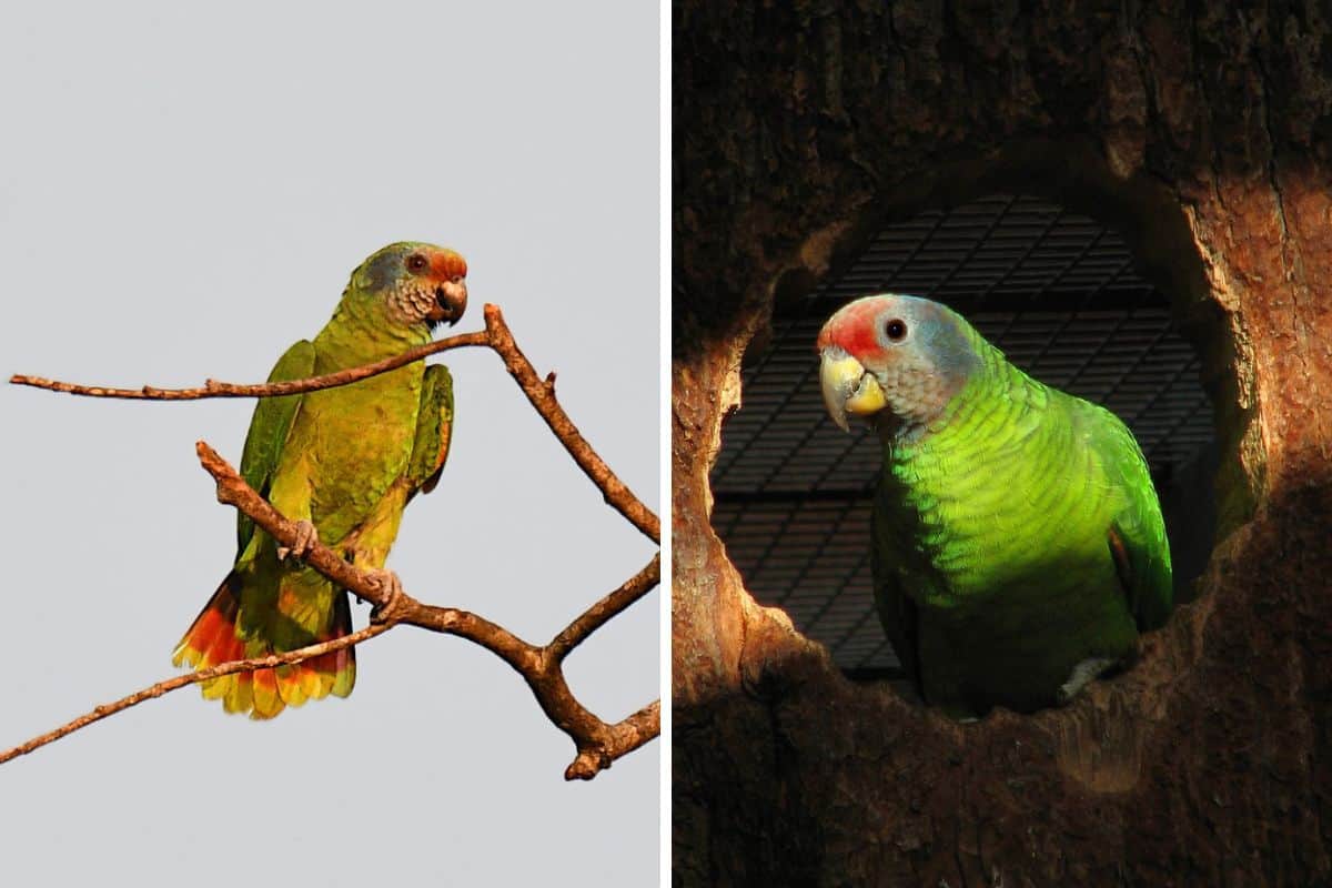 Montagem com duas fotos do papagaio-de-cara-roxa na natureza