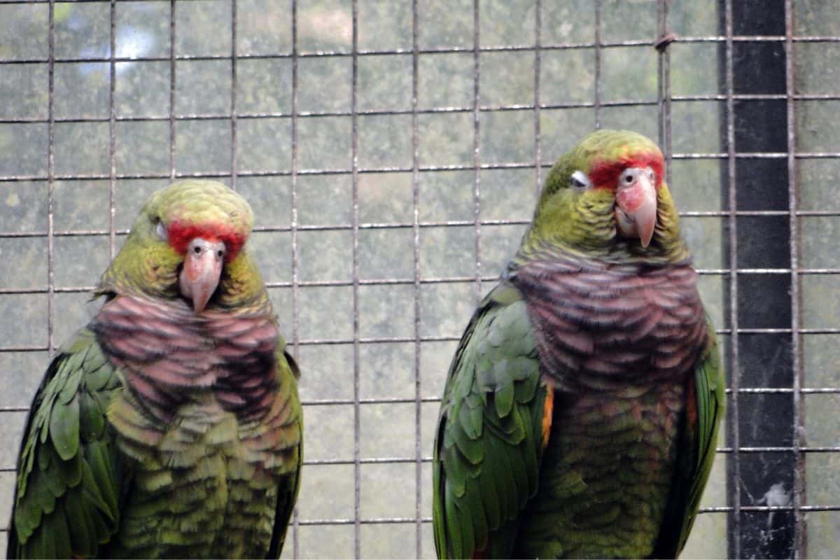 Dois papagaios de peito roxo em viveiro com gaiola de ferro