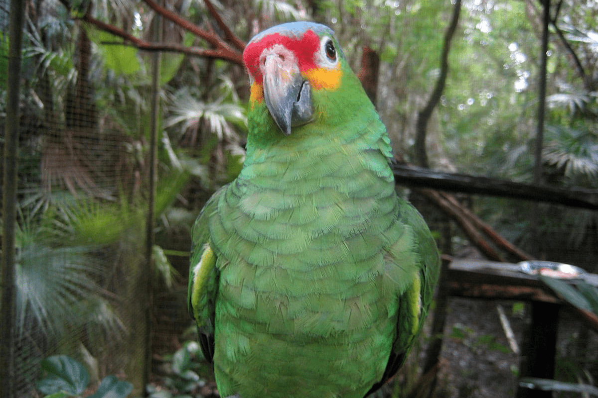 Papagaio-diadema registrado de frente bem próximo à lente da câmera em local análogo à criatório