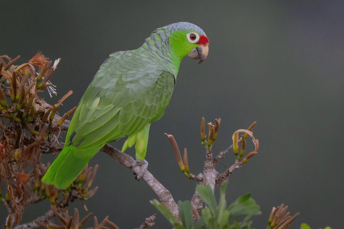 Papagaio-diadema em galho fino de árvore próximo a suas flores